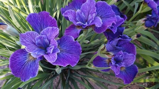Sibirinis vilkdalgis (Iris sibirica) 'Doreen Cambray'